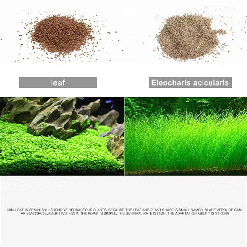 aquarium grass seed