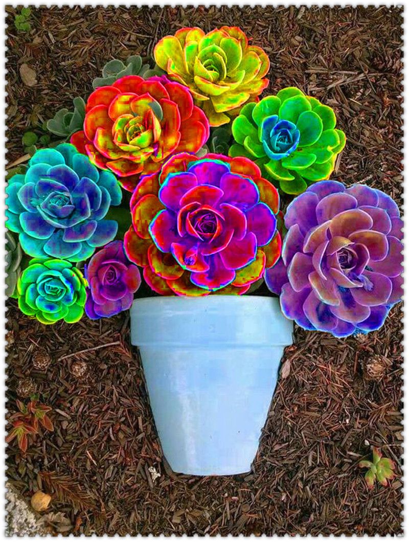 100 PCS Seeds Aurora Ball Cactus Bonsai Succulent Plants Rare Flowers 2019 New N 