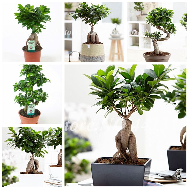 Buy Dropshipping Garden Decorations Online Cheap Garden Decorations Bag Seeds Ficus Lyrata Bonsai Tree Flower Potted Balcony Banyan Leaf Garden Plants Anti Radiation Purify The Air By Ymhzpy Dhgate Com