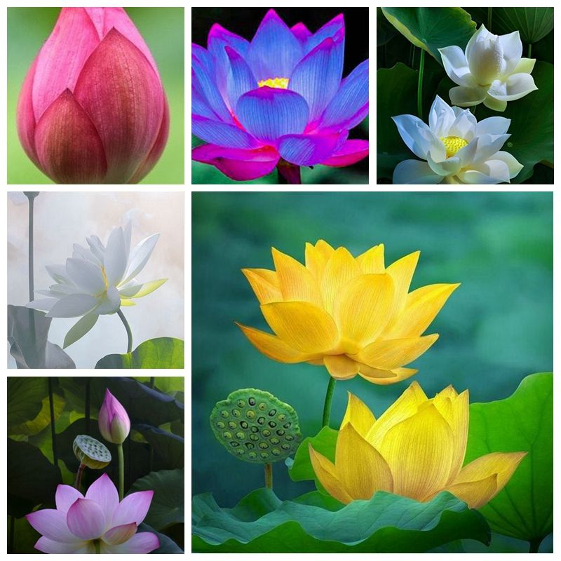 5 Fresh seeds/White color Bowl lotus/water lily flower /Bonsai Lotus