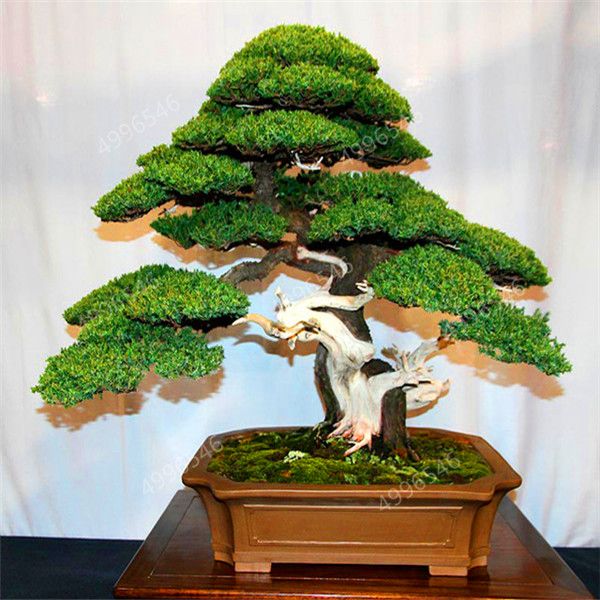 Juniper bonsai tree potted flowers bonsai purify the air absorb harmful gases ev