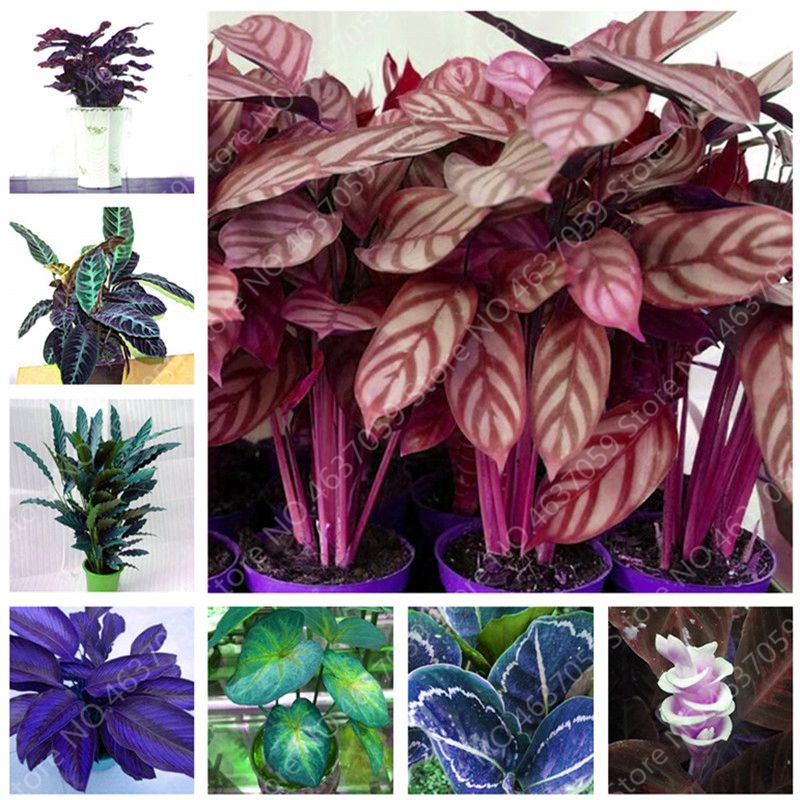 100 pcs Calathea Bonsai 