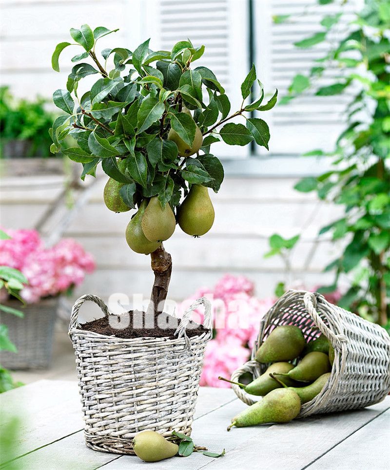 Fruit Seeds Seeds & Bulbs Red Pear Seeds Rare organic fruit tree seeds