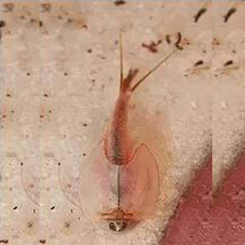 Grosshandel 15mm Lange Seeaffe Eier Monkeys Magie Lebenden Tier Fee Artemia Growing Artemia Salina Crayfish Prawns Wissenschaft Spielzeug Lustig Von Peter Chan 24 16 Auf De Dhgate Com Dhgate