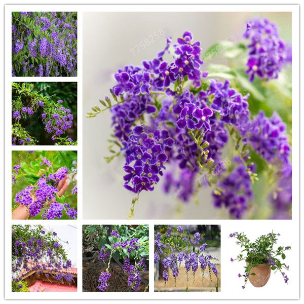 Compre Saco Duranta Erecta Bonsai Flor Miniatura Diy Lar Jardim Brilhante E Bela Flores Em Vasos Bonsai Varanda Bonsai Barato Entrega Rapida E Qualidade Pt Dhgate Compre Saco Duranta Erecta Bonsai Flor Miniatura Diy Lar Jardim Brilhante E Bela Flores Em Vasos Bonsai Varanda Bonsai Barato Entrega Rapida E Qualidade Pt Dhgate