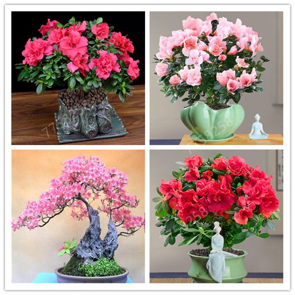 A10024 azaleas rododendro simsii Semillas - semillas de flores de plantas bonsai * 100% Originales 100 SEMILLAS