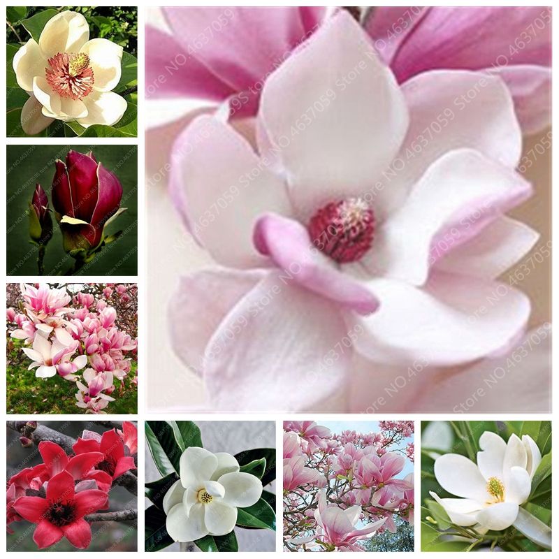 100 PC / bolso mezclado flor de la magnolia Bonsai árbol floreciente Pot  plantas perennes Flore Magnolia