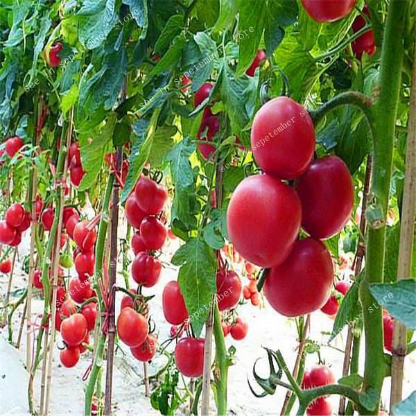 2021 Hot Selling SeedsClimbing Tomato Bonsai Rare Tomato Vegetable Plants Food Bonsai Pot Home Garden Planting From Ymhzpy, $0.41 | DHgate.Com 2021 Hot Selling SeedsClimbing Tomato Bonsai Rare Tomato Vegetable Plants Food Bonsai Pot Home Garden Planting From Ymhzpy, $0.41 | DHgate.Com