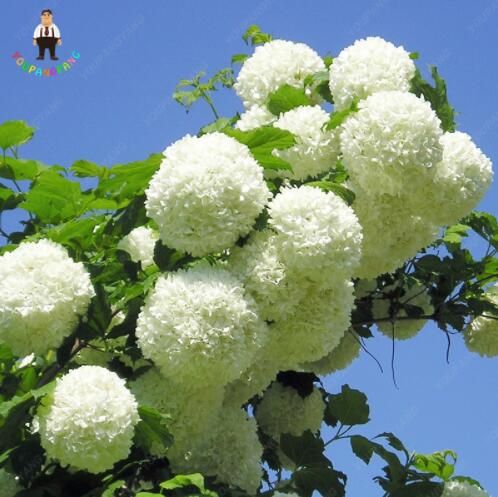 2020 Bag Hydrangea Flower Seeds Mixed Color Bonsai Fort Viburnum Hydrangea Macrophylla Bonsai Plant Seeds For Home Garden From Seedshop 1 21 Dhgate Com