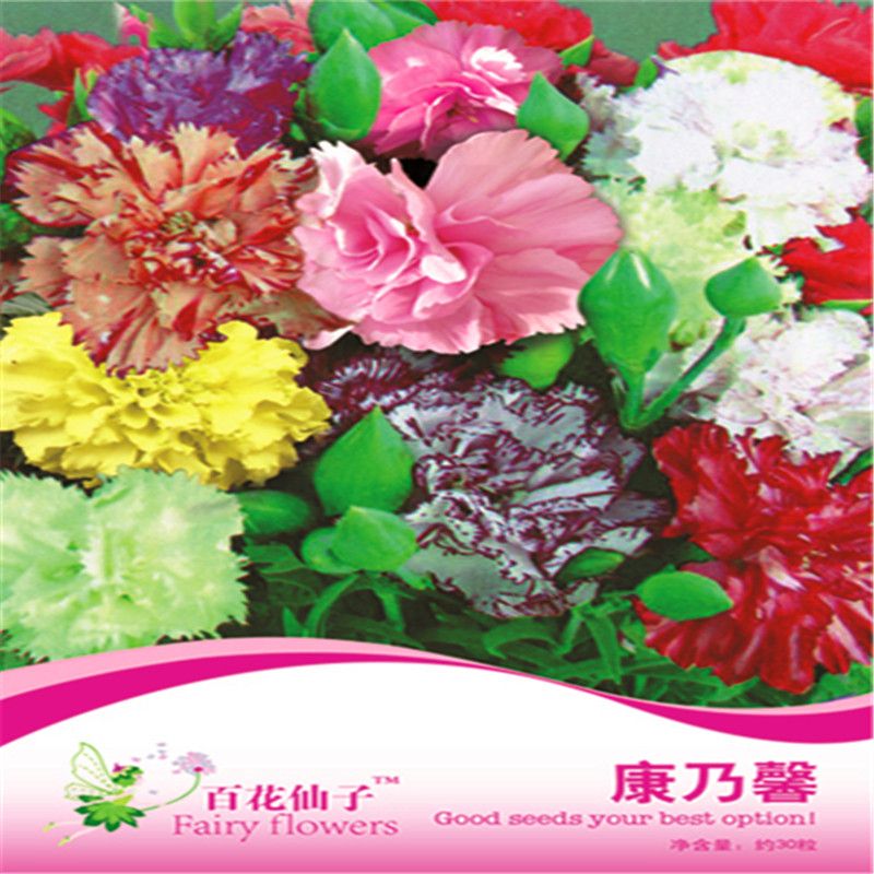 2020 1 Pack Original Package Carnation Dianthus Potted Flower Bonsai Plant Flower Seeds Heirloom Flower Pink Hardy Perennial Plant Hot Sale No61 From Ymhpjq1 2 Dhgate Com