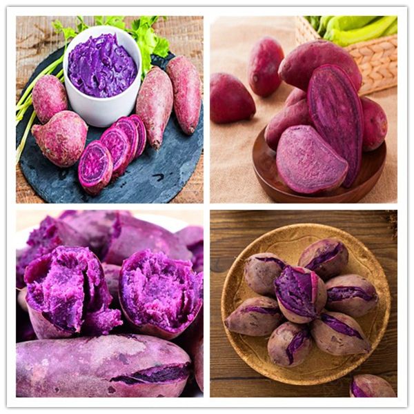 100 Pcs Purple Potato Seeds Purple Sweet Potato Delicious Nutrition