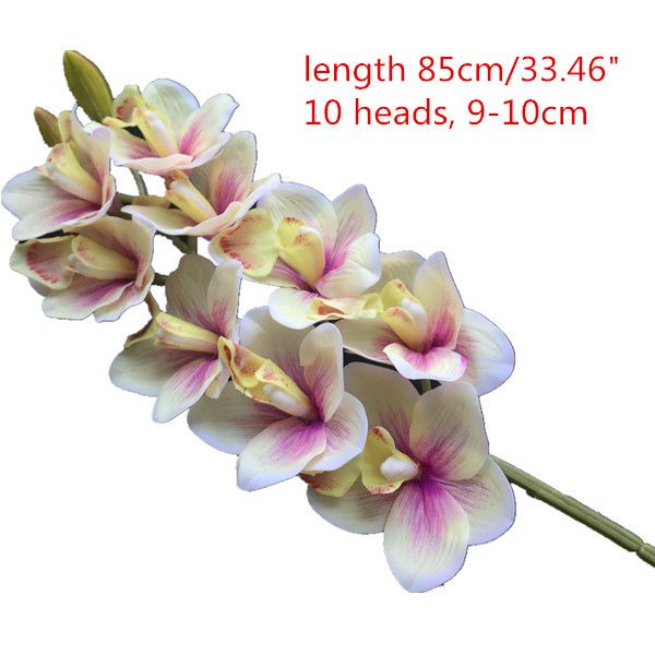 85 cm cymbidium blekgul