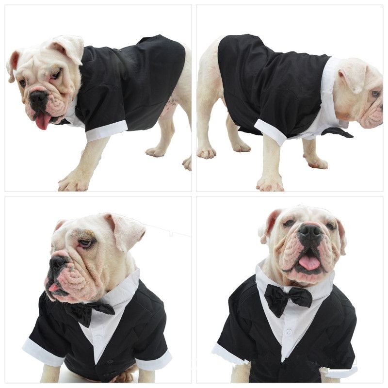 american bully clothes