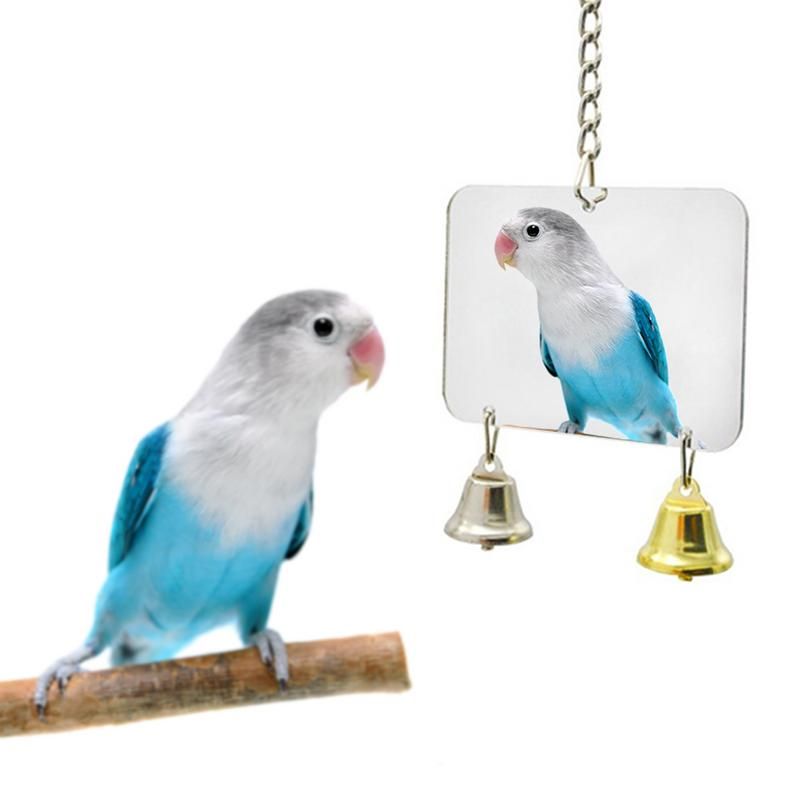 cockatiel accessories