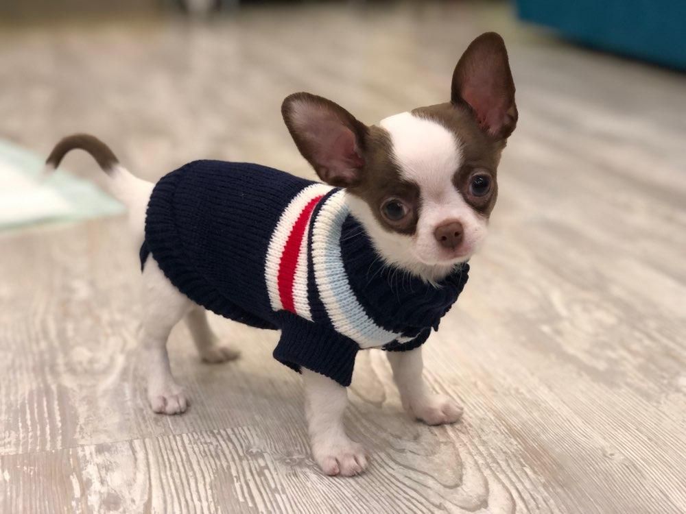 Profeta Mezclado Negligencia Ropa para perros mascotas para perro Chihuahua de la historieta Pequeño  suéter de invierno Perros Gatos