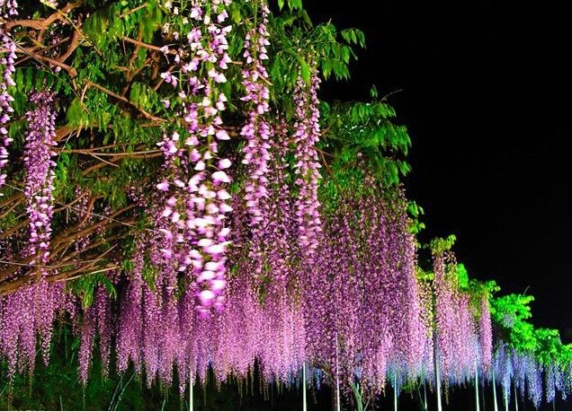 2020 Big Sale Wisteria Seeds Bonsai Flower Seeds Wisteria Tree Plant Perennial Flowers Climbing Growth For Home Garden From Ymhqw 2 27 Dhgate Com