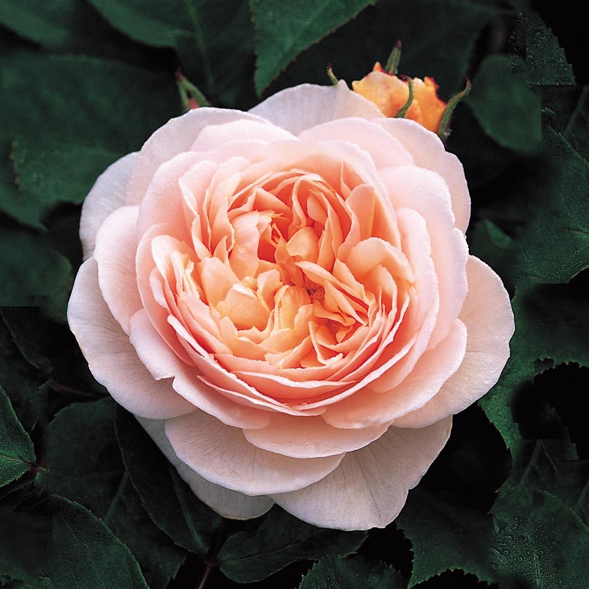 Compre Semillas Julieta Flor De Rose / Seed Pack Naranja Rose INICIO Jardín  Perenne Planta Mayorista Superior Bonsai A 0,98 € Del Flowerstory |  Es.Dhgate.Com