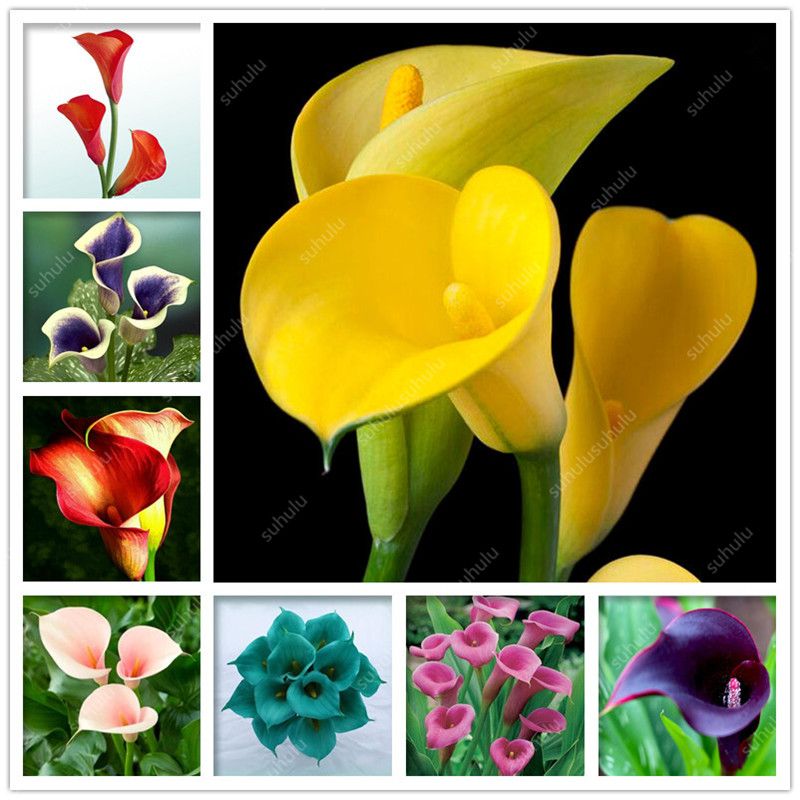Flower Seeds Decor Calla Lily Rare Colorful Home Garden Plants Bonsai 100 Pcs Flower Seeds Decor Calla Lily Rare Colorful Home Garden Plants Bonsai 100 Pcs