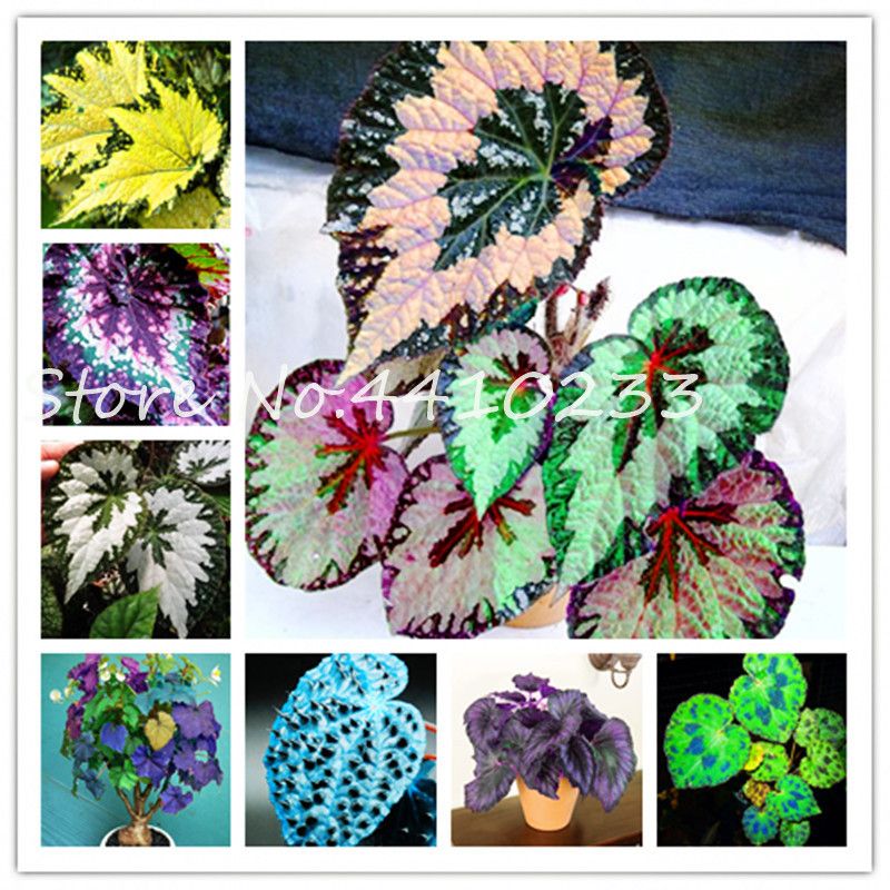 2020 Bonsai Colorful Coleus Foliage Plants Rainbow Leaf Plant