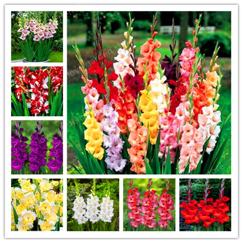 100 Pcs Multi-Color Gladiolus Flor (Não Gladiolus Lâmpadas), 95%  Germinação, DIY Aeróbica Em Vasos,