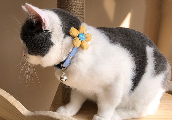 cat collar and tie