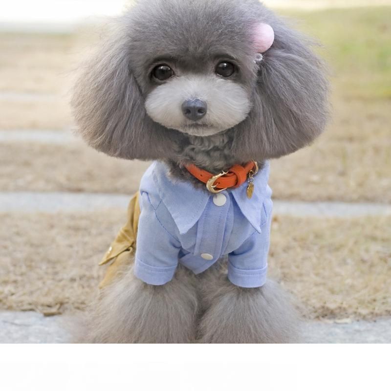 pet cool