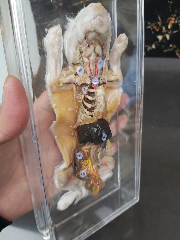 satin al gercek tavsan anatomisi ornegi gercek anatomi ornegi okulu ogretimi taxidermy biyolojik ogretim yardimlari recine modeli gomulu hayvan