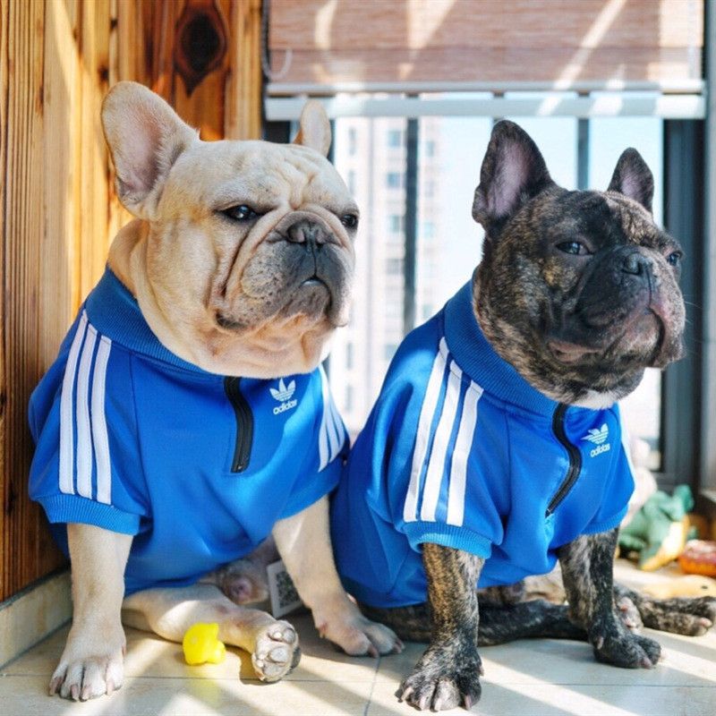 Desventaja Magnético preparar Logotipo de la moda perro sudaderas Nueva raya marca con la camiseta del  deporte para el