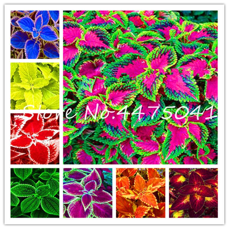 Exotic Coleus 100 PCS Seeds Bonsai Flowers Potted Begonia Plants Garden Mix NEW Exotic Coleus 100 PCS Seeds Bonsai Flowers Potted Begonia Plants Garden Mix NEW