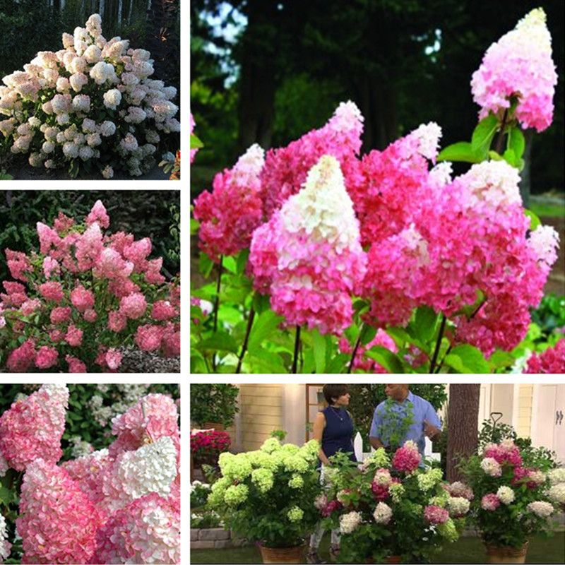 2020 Bag Hydrangea Paniculata Vanilla Fraise Strawberry Hydrangea Seed Bonsai Flower Seeds Potted Plant For Home Garden From Ymhqw 1 71 Dhgate Com