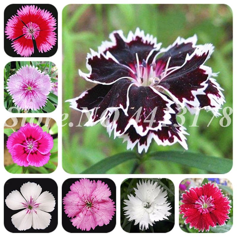 Seeds Carnation Green Flower Balcony Garden Plants Dianthus Caryophyllus 100 Pcs Seeds Carnation Green Flower Balcony Garden Plants Dianthus Caryophyllus 100 Pcs