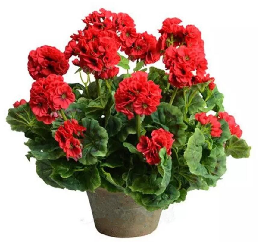 Acquista Gerani Rossi Semi Di Fiori Perenni Fiore Bonsai Facile Da Coltivare Da Semi Di Fiori Di Rosa 100 Pezzi Pacco Fiori Matrimonio Spedizione Gratuita A 0 91 Dal Newdeve Dhgate Com