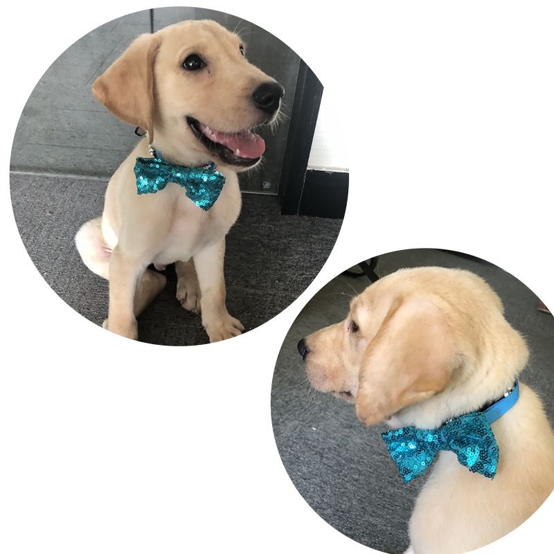 christmas neckties for dogs