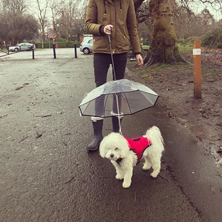 umbrella for dog walking