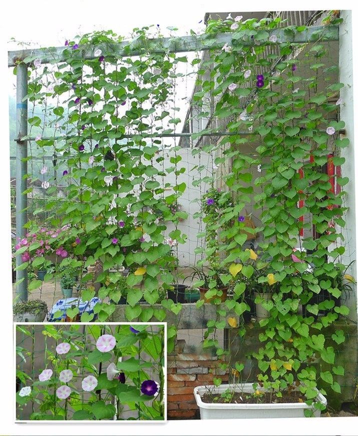 2020 Drop Shipping Garden Plant Fruits Fencing Mesh