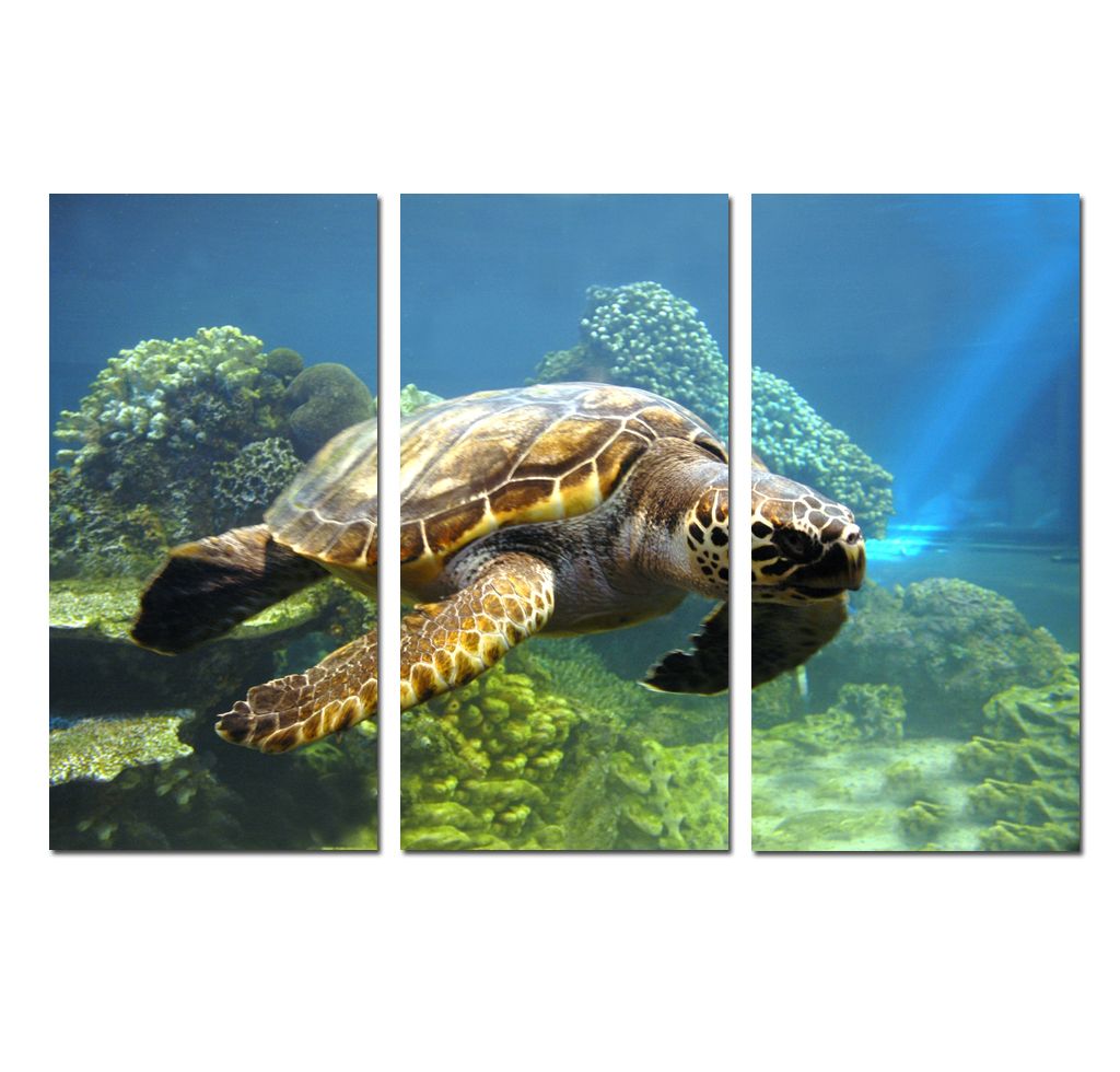 2019 3 Panels Wall Art Hd Print On Canvas Animal Sea Turtle Bedroom Decorative Mural Gift Poster Picture Office Living Room Home Decor Hyp A1143 From