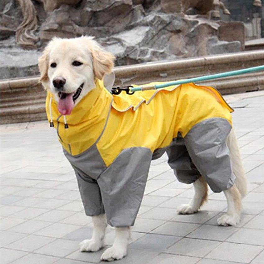 golden retriever in raincoat