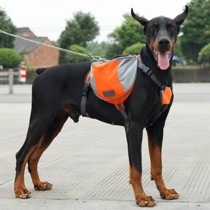 carrier for large dog