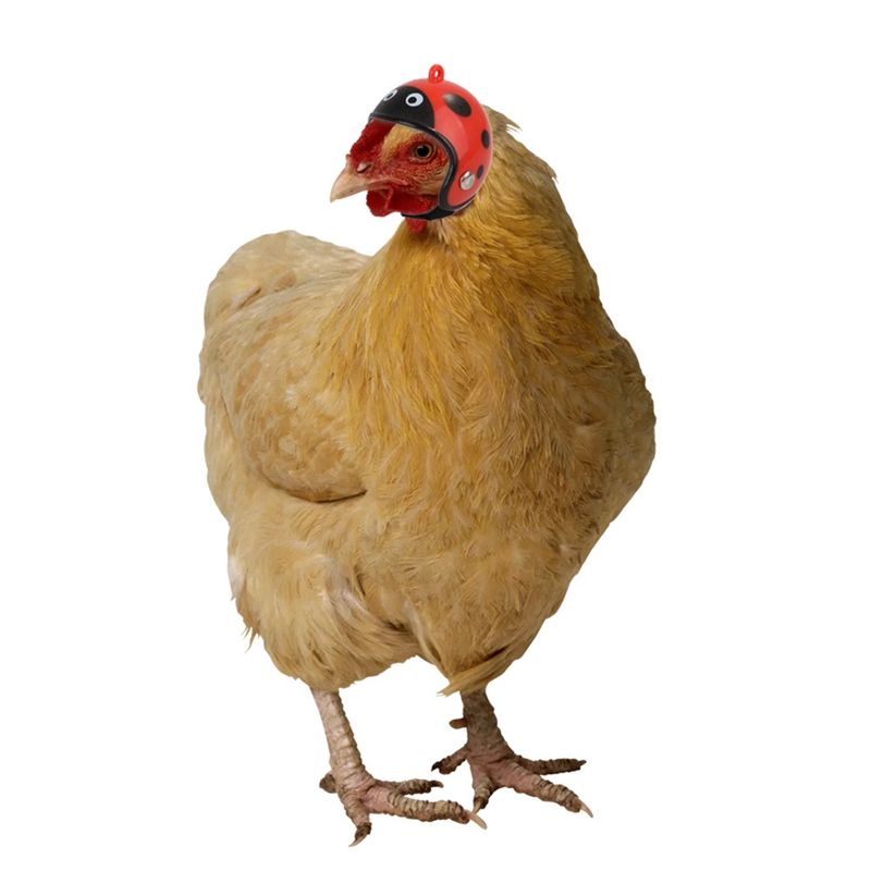 New Plastic Cute Chicken Hat Chicken Helmet Protection Head Cover Small Pet Hard Hat Bird Headgear Pet Supplies Hat Costume Cheap Pet Supplies Wholesale Cheap Small Pet Supplies From Qianancompanys 13 51 Dhgate Com