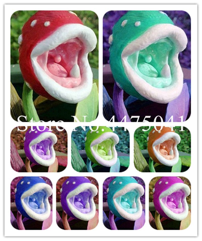 Buy Best And Latest Brand Insect Catching Seeds Succulent Plant Enchantress Carnivorous Bonsai Flower Plants Giant Clip Venus Flytrap For Home Garden Dhgate Com