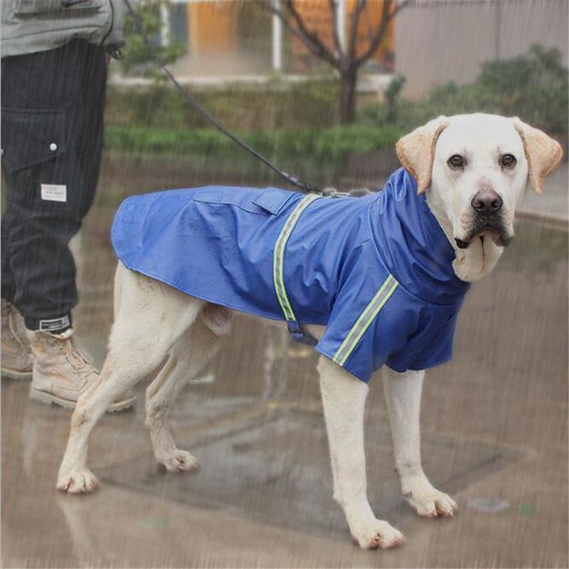 dog raincoat labrador