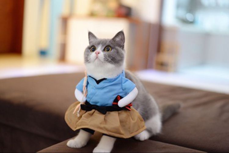 teddy cats for sale