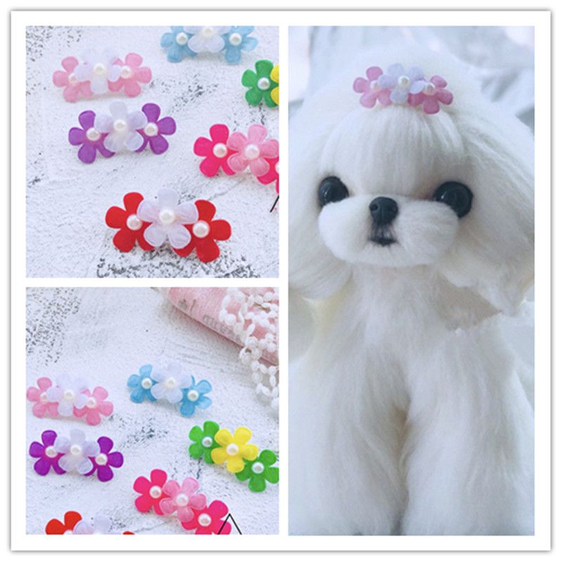 tiara teddy bear dogs