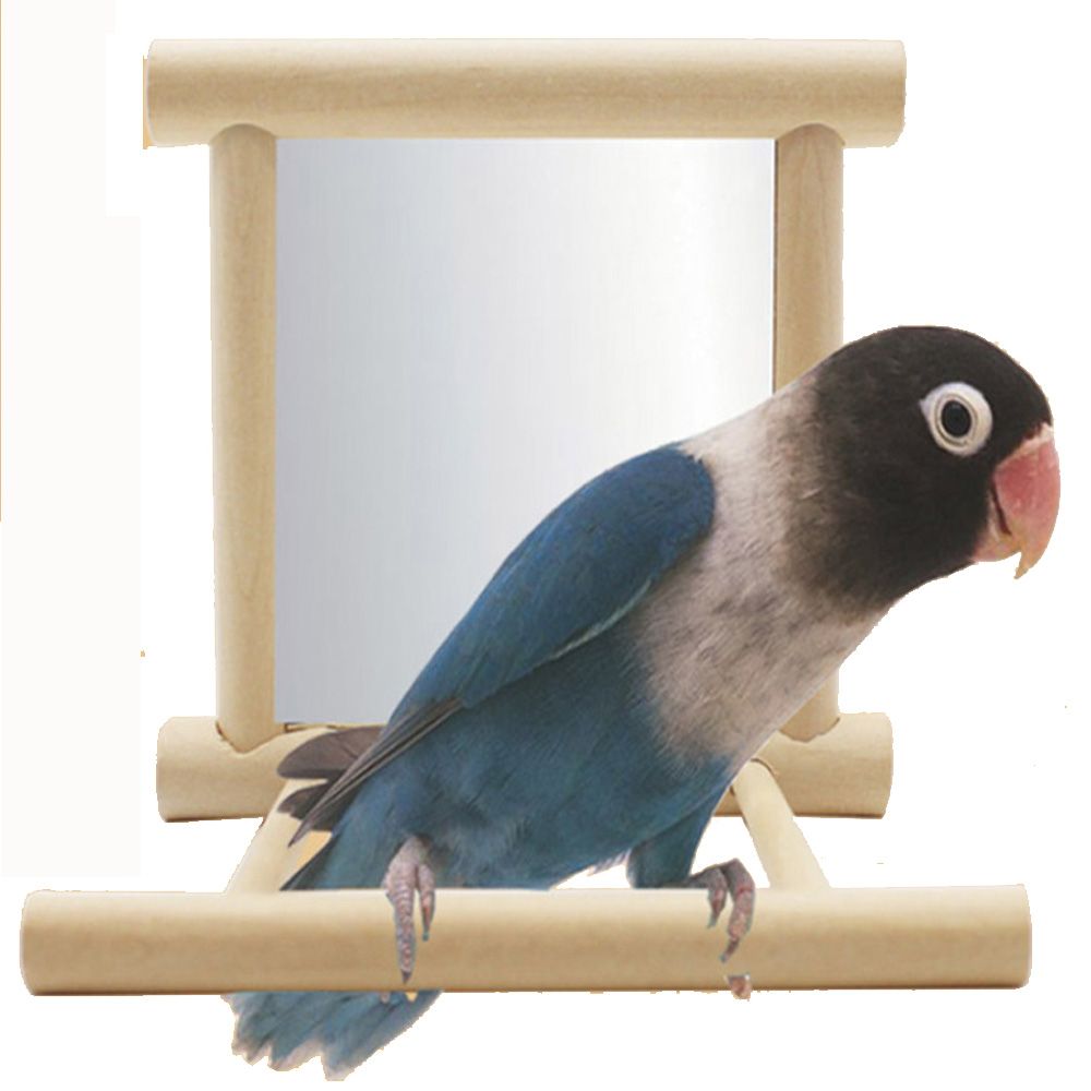 pet bird supply store
