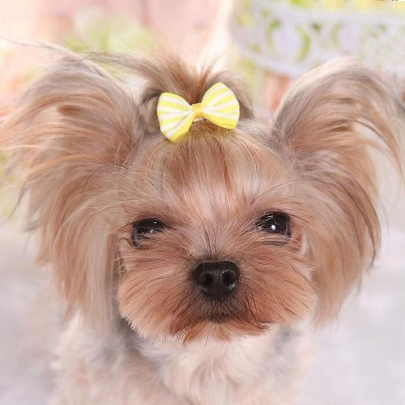 designer dog bows