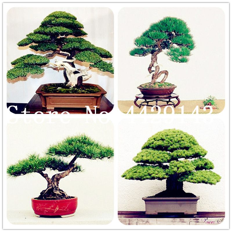 50 PCS Seeds Miniature Pine Bonsai Tree Plants Woody Perennial Free Shipping O U