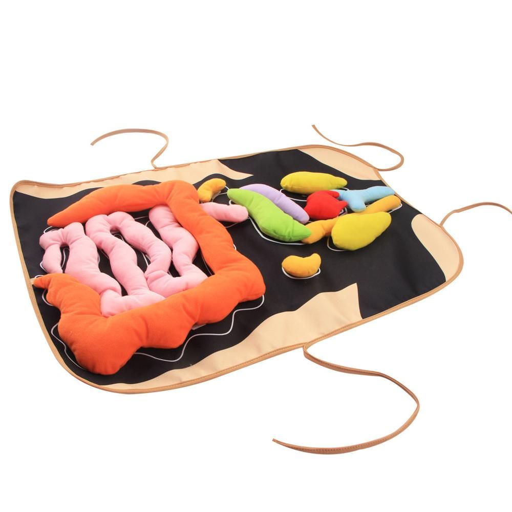 educational 3d organ apron