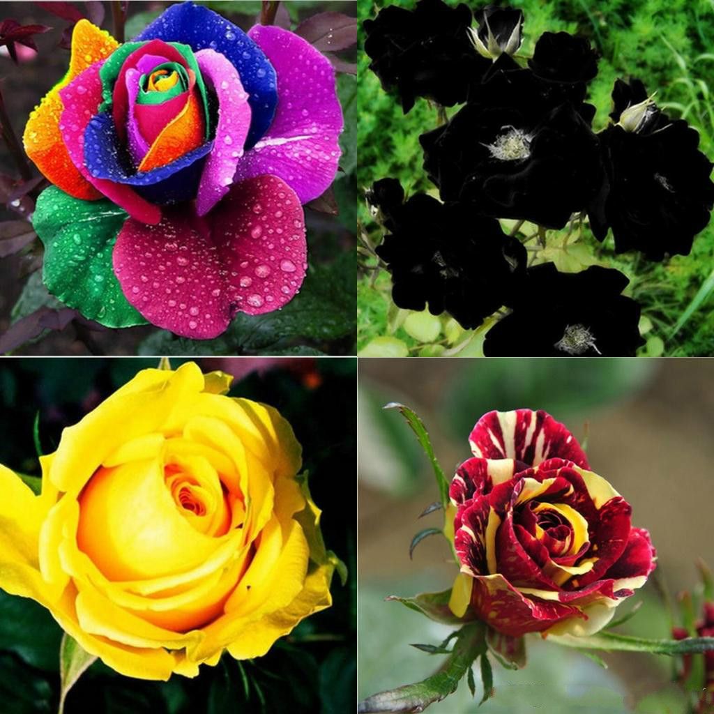 Satin Al Bahce Bitkileri Yeni Cesitler Renkler Gul Pembe Mor Gul Tohum Paket Cicek Tohum Ev Basina Renk 100 Tohumlar Tl31 6 Dhgate Comda