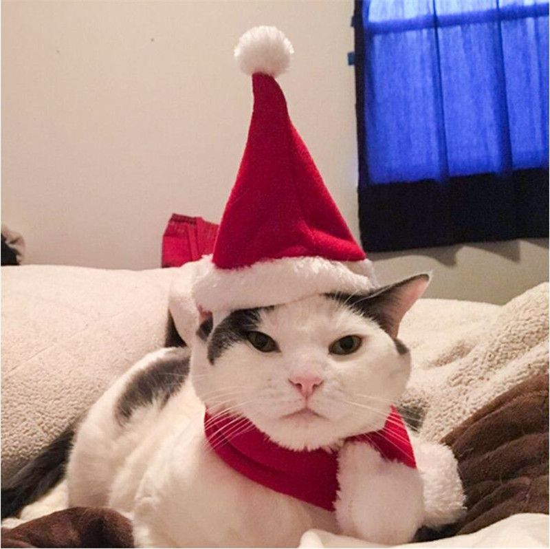 kitty christmas hat