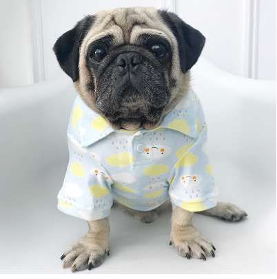 pug dog shirt